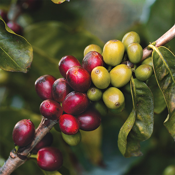 Costa Rica Chirripó Régulo de Rivas