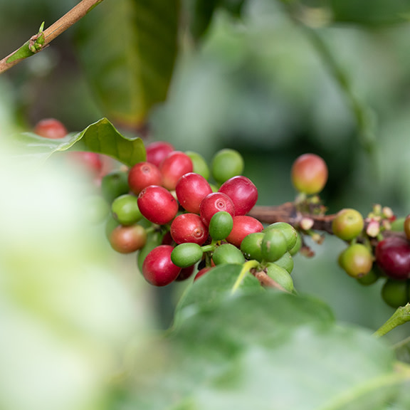 Costa Rica Tarrazu La Lia
