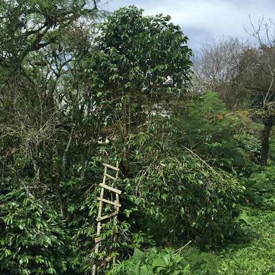 Sumatra Gayo Highlands